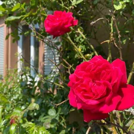 Le Bain Du Corbeau - Schwarzwaldplus-villa Mit Ueber 80 Gratis-attraktionen * آلبيرسباخ