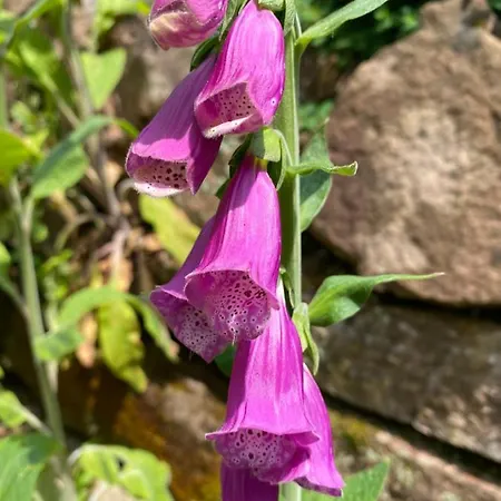 Сasa de vacaciones Le Bain Du Corbeau - Schwarzwaldplus-villa Mit über 80 Gratis-attraktionen *